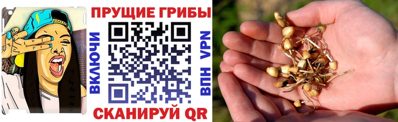 купить наркотик  Петровск  Галлюциногенные грибы ЛСД 